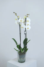 Load image into Gallery viewer, Phalaenopsis Orchid Plant