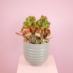 Load image into Gallery viewer, Succulent Garden