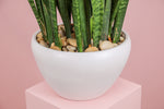Load image into Gallery viewer, Snake Plant