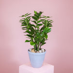 Load image into Gallery viewer, ZZ Plant