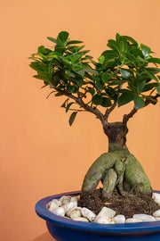 Bonsai