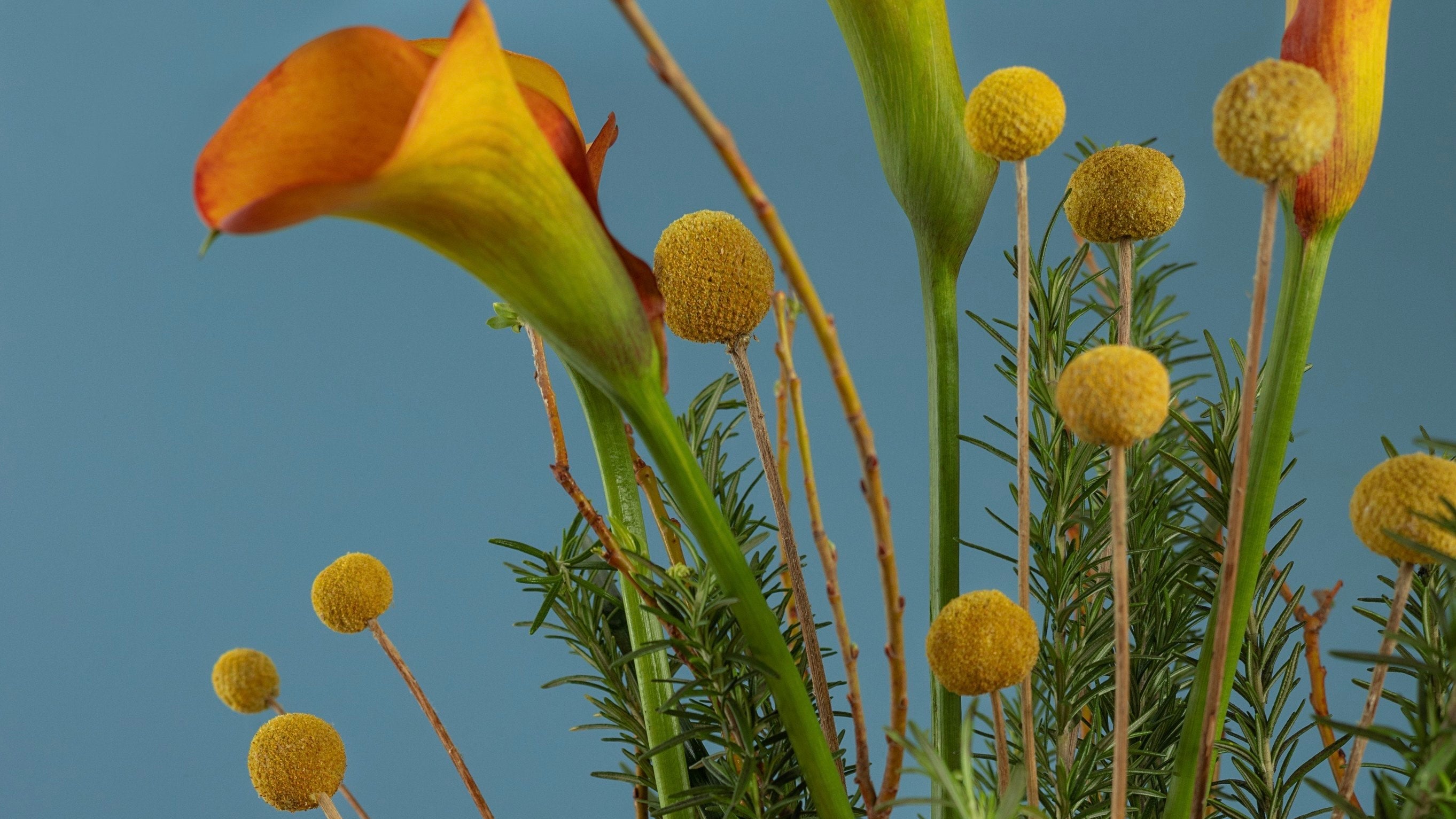 Florabel – FlorabelEgypt