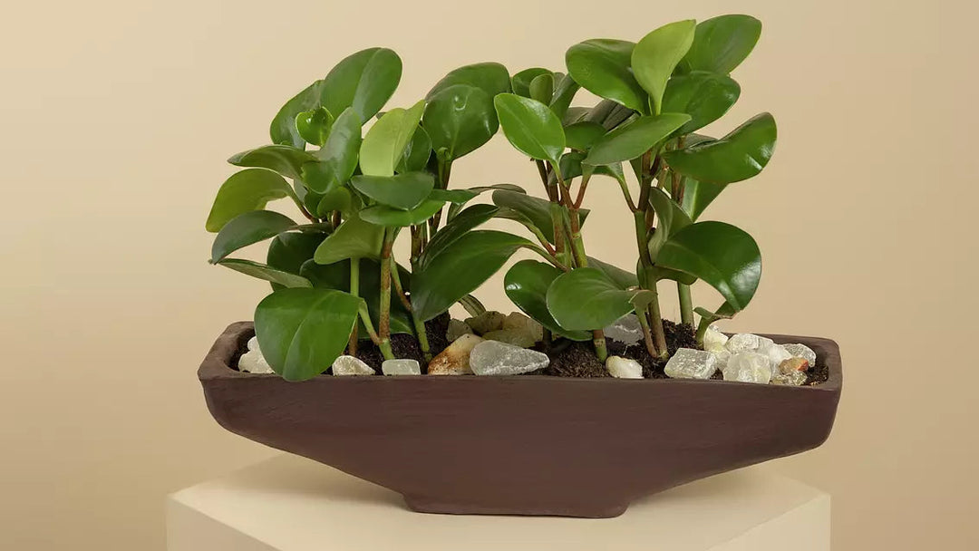Peperomia Boat