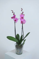 Load image into Gallery viewer, Phalaenopsis Orchid Plant