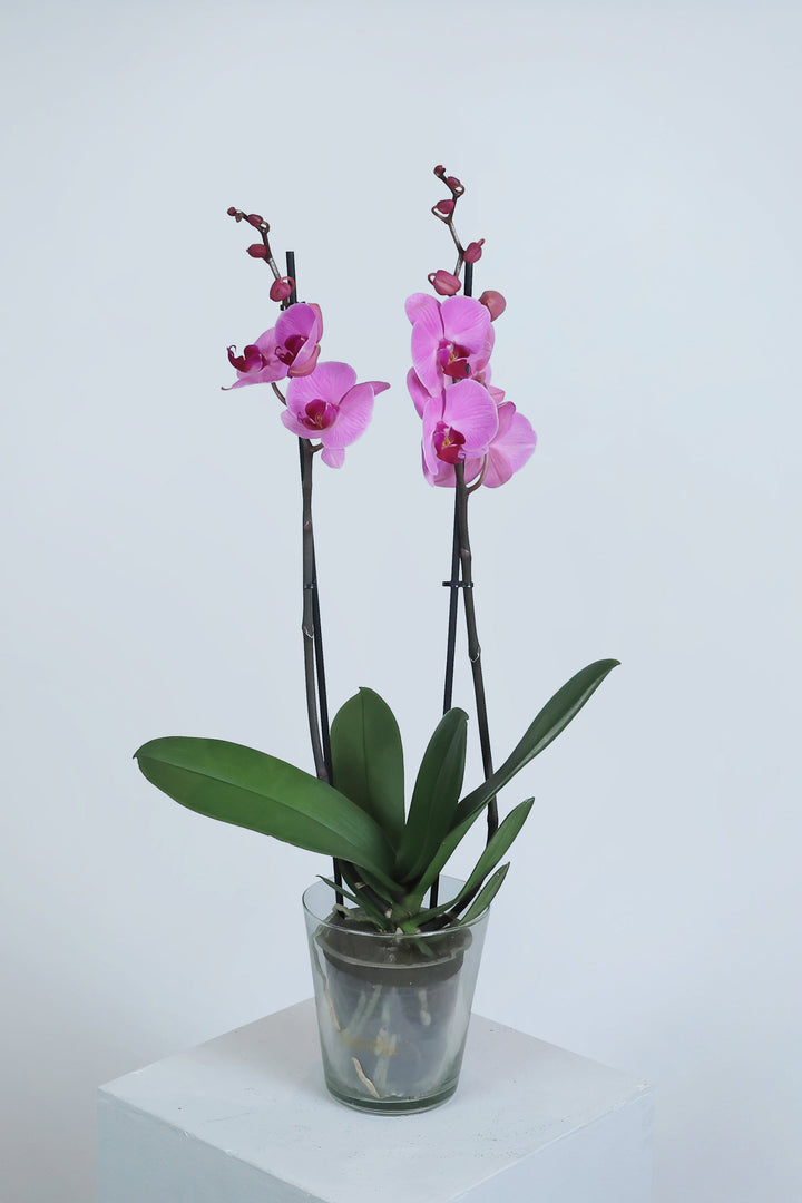 Phalaenopsis Orchid Plant