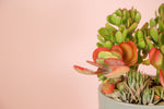 Load image into Gallery viewer, Succulent Garden