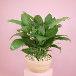 Load image into Gallery viewer, Peace Lily Plant