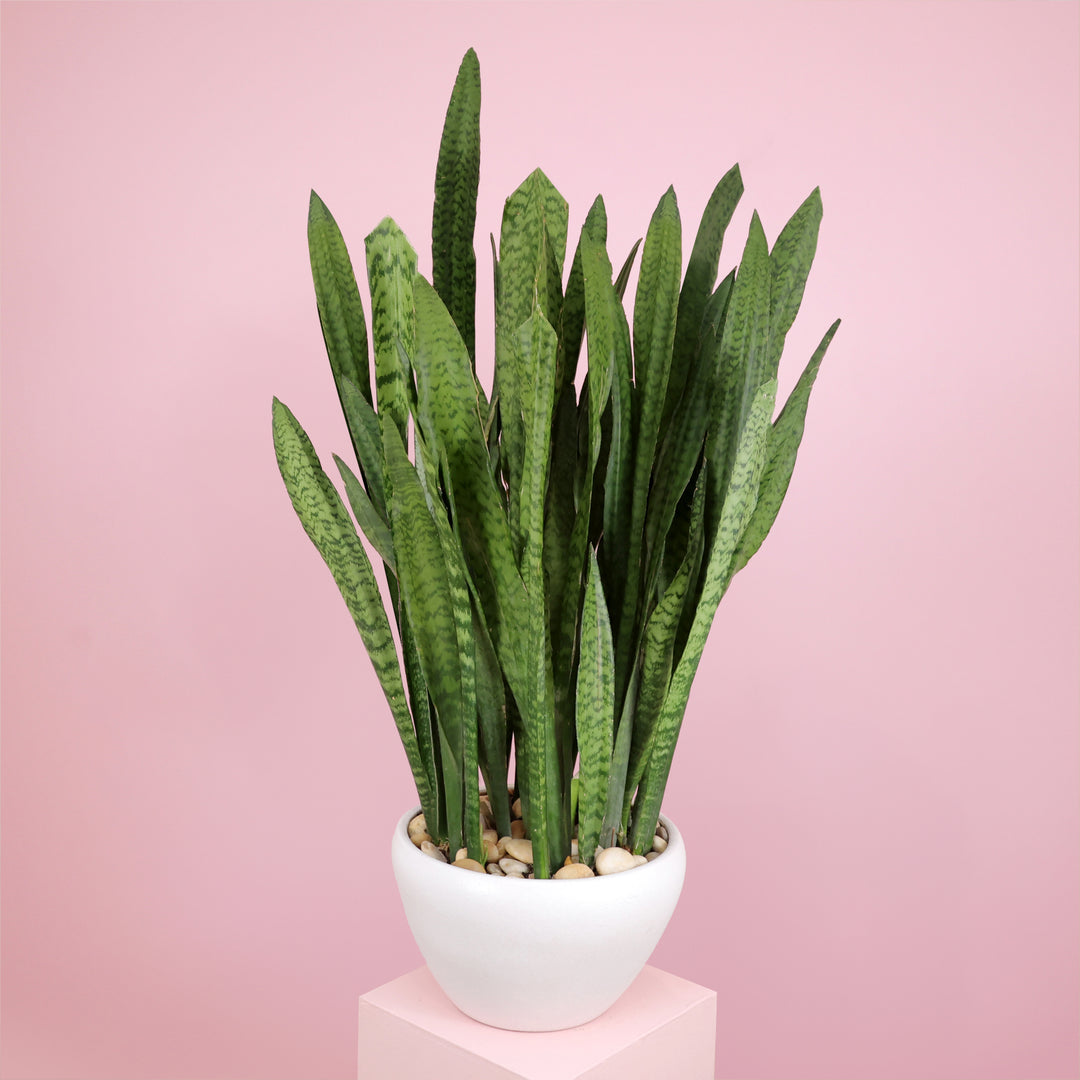 Snake Plant