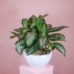Load image into Gallery viewer, Aglaonema Plant