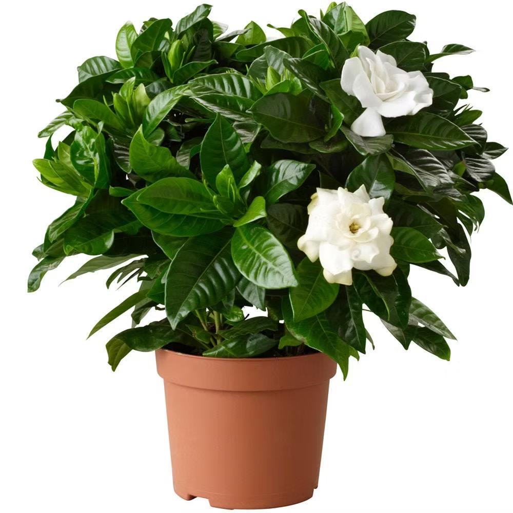 Gardenia