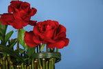 Load image into Gallery viewer, Step It Up Roses