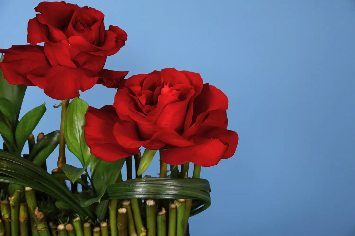 Grip Boost Roses Step It Up Roses – FlorabelEgypt