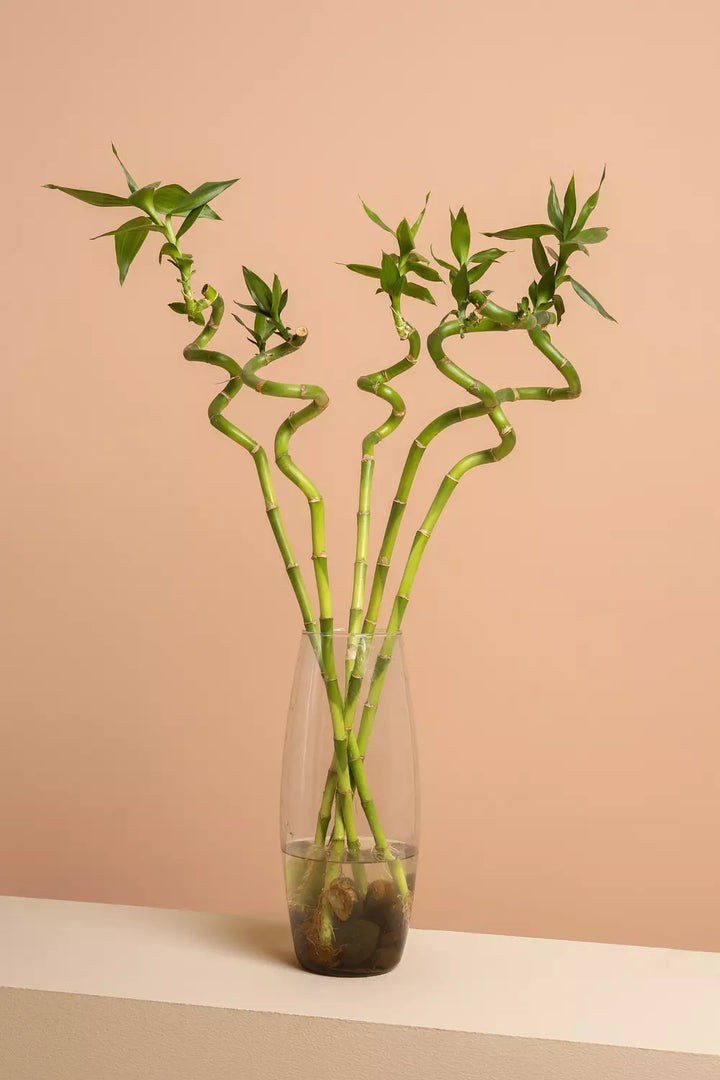 Lucky Bamboo Vase 1