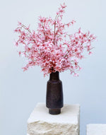 Load image into Gallery viewer, Dancing Lady Orchid in Pink