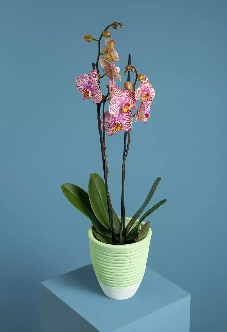Phalaenopsis Orchid Plant