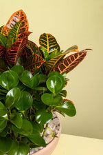 Load image into Gallery viewer, Mini Garden