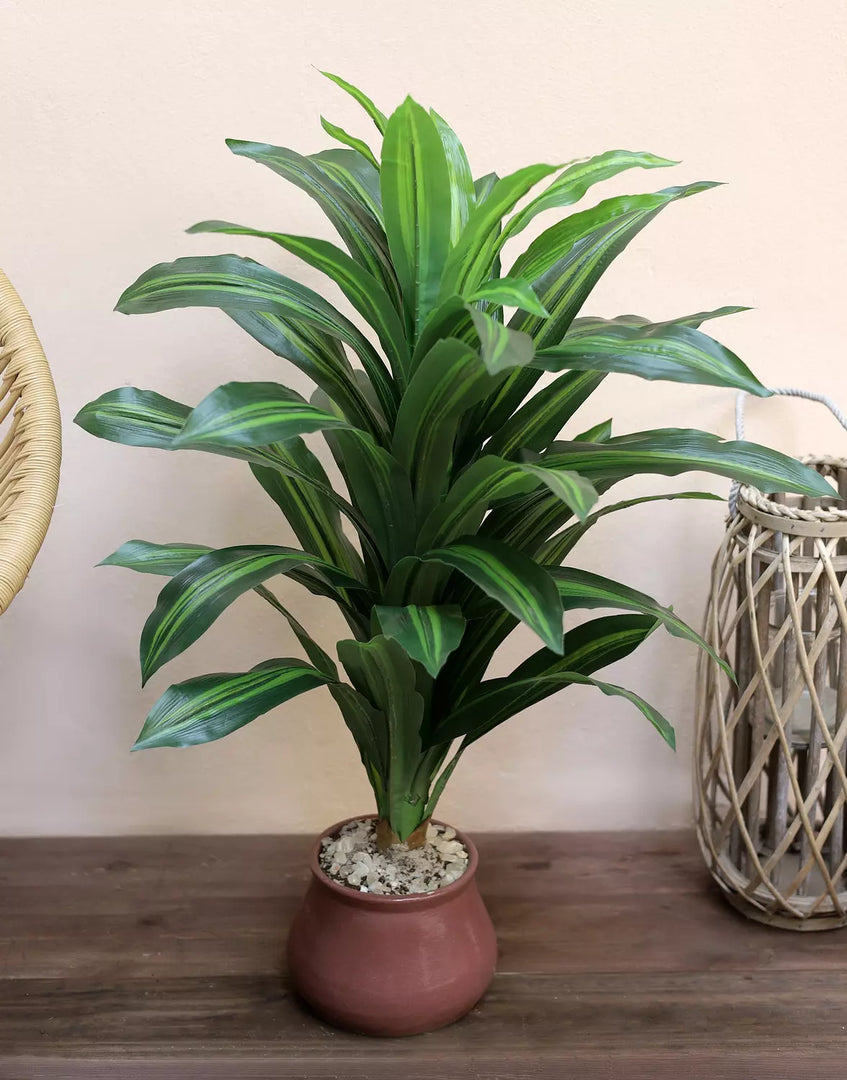 Artificial Dracaena Massangeana Plant