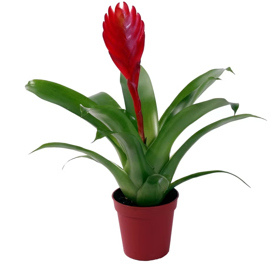 Family of Bromeliads