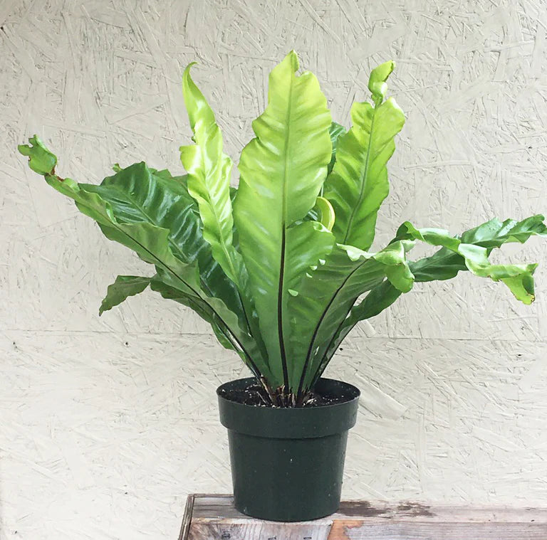 Birds Nest Fern