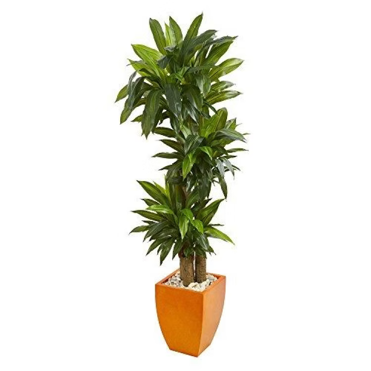 Dracaena