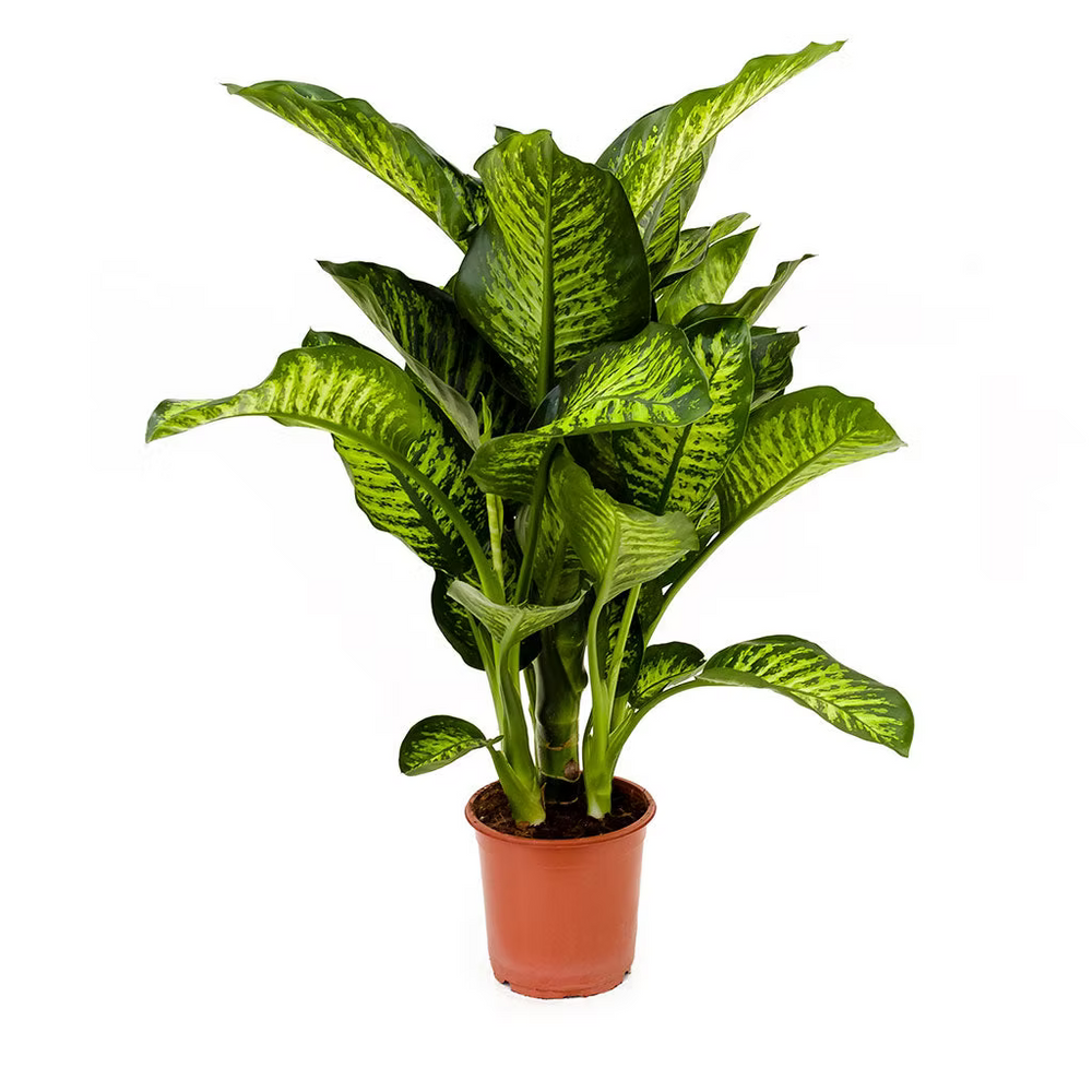 Dumb Cane
