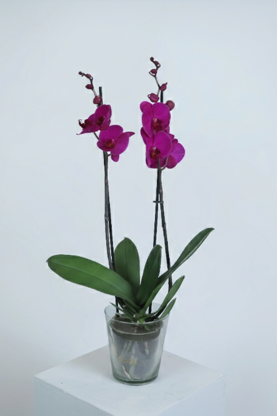Phalaenopsis Orchid Plant