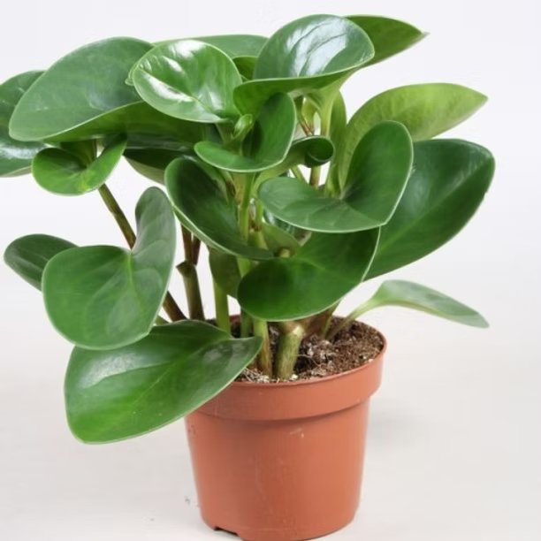 Peperomia