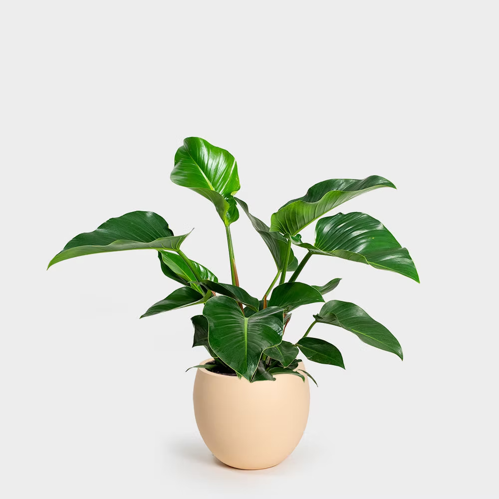 Philodendron