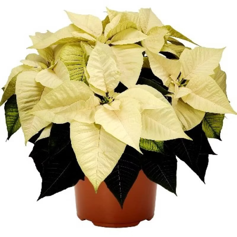 Poinsettia