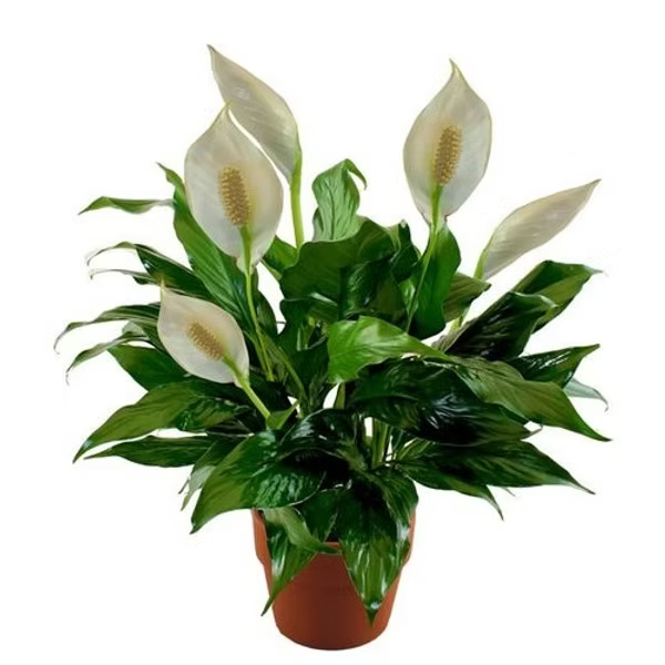 Peace Lily