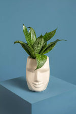 Load image into Gallery viewer, Succulent in Face Pot 1
