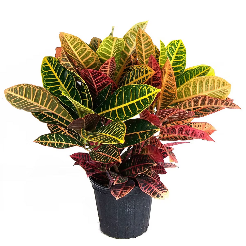 Crotons