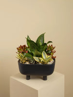 Load image into Gallery viewer, Succulent Garden