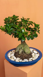 Load image into Gallery viewer, Bonsai