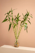 Load image into Gallery viewer, Lucky Bamboo Vase 2