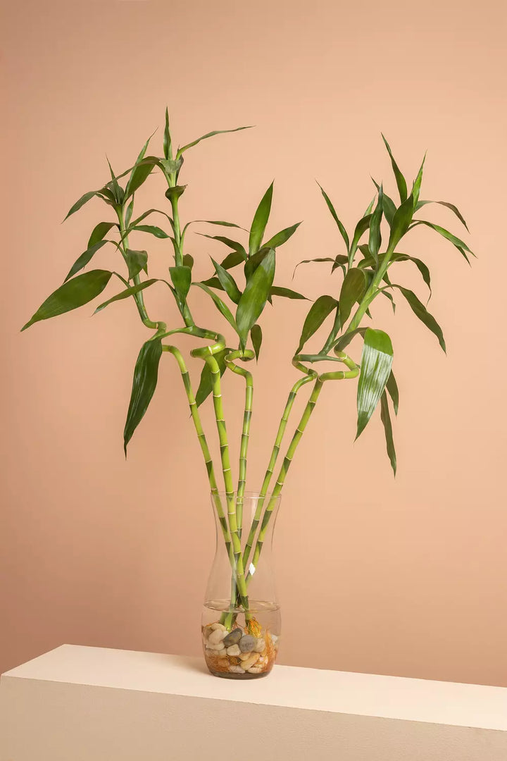 Lucky Bamboo Vase 2
