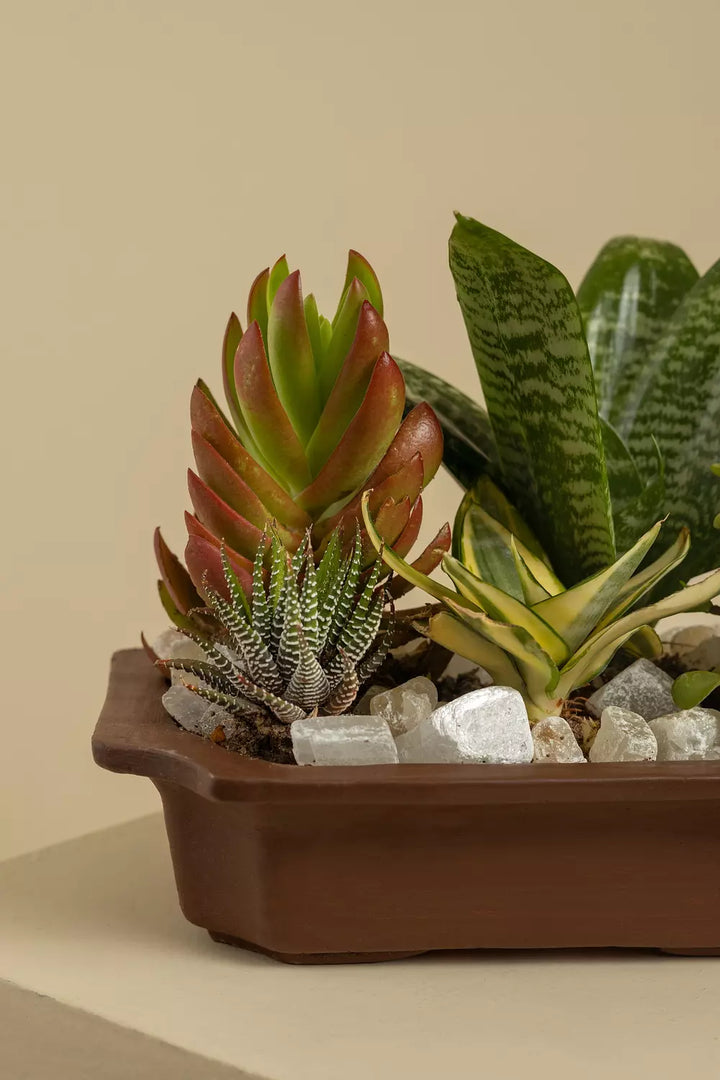 For the Love of Succulents