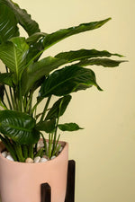 Load image into Gallery viewer, Peace Lily Plant