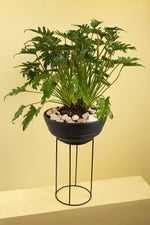 Load image into Gallery viewer, Selloum Potted Plant