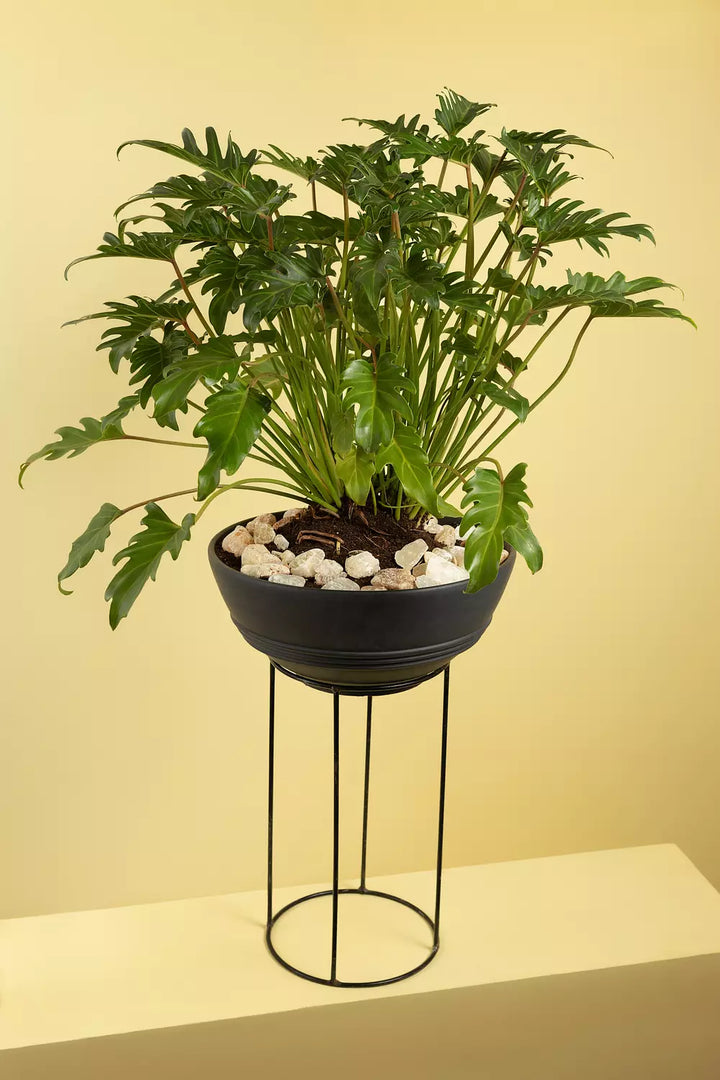 Selloum Potted Plant