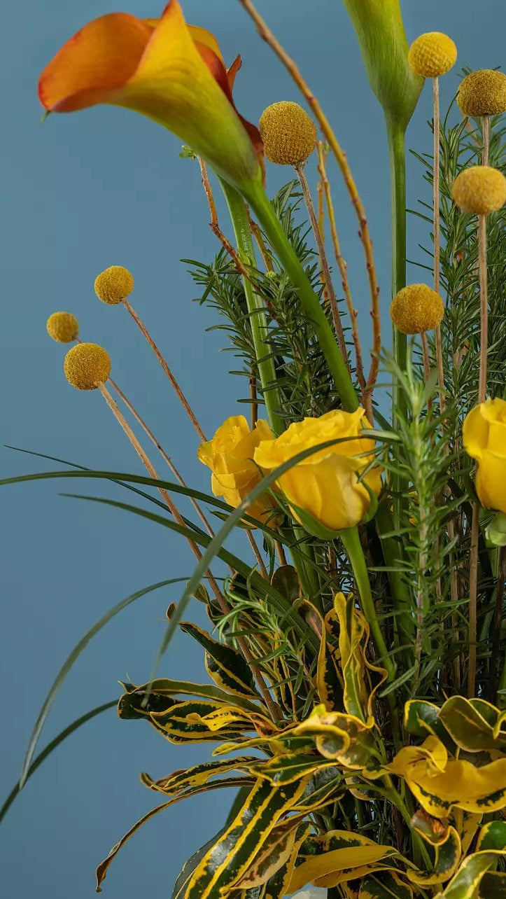 Florabel – FlorabelEgypt